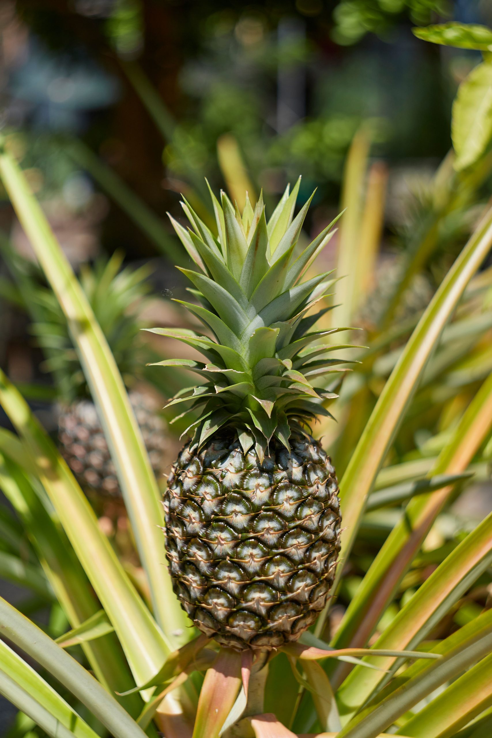 Ananas: proprietà, valori nutrizionali e il ruolo della bromelina